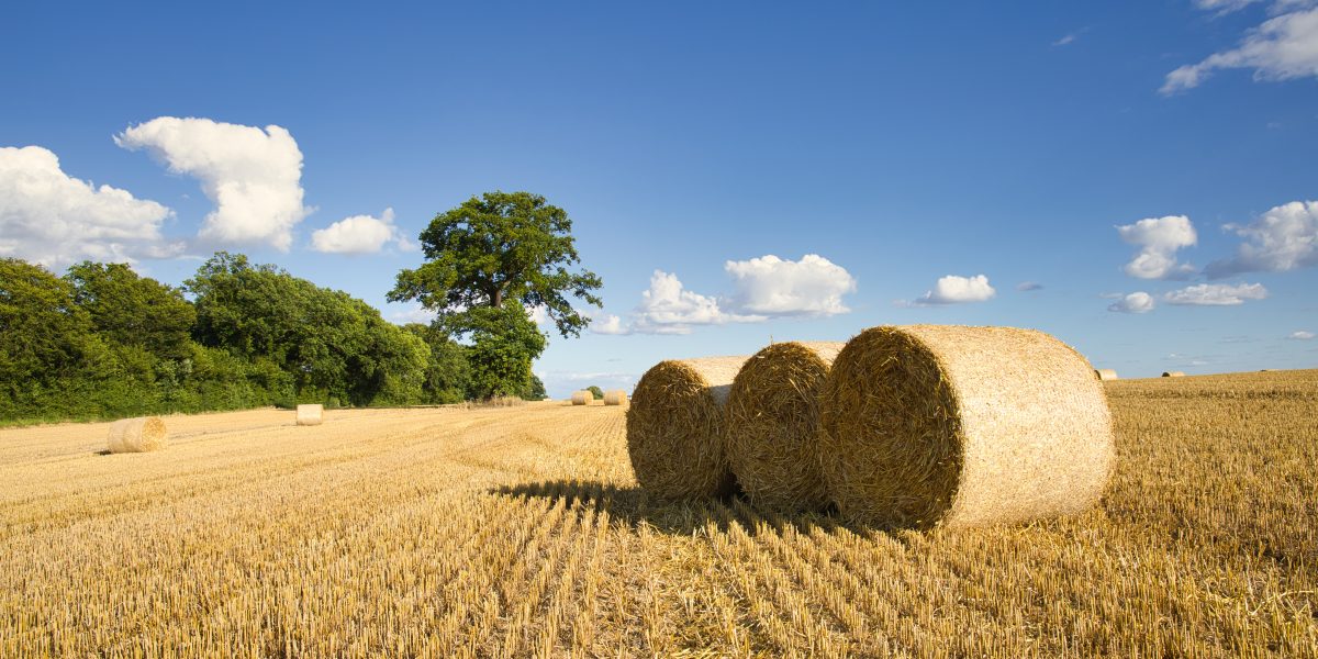 Champ moissonné avec des ballots de paille, chêne et ciel bleu