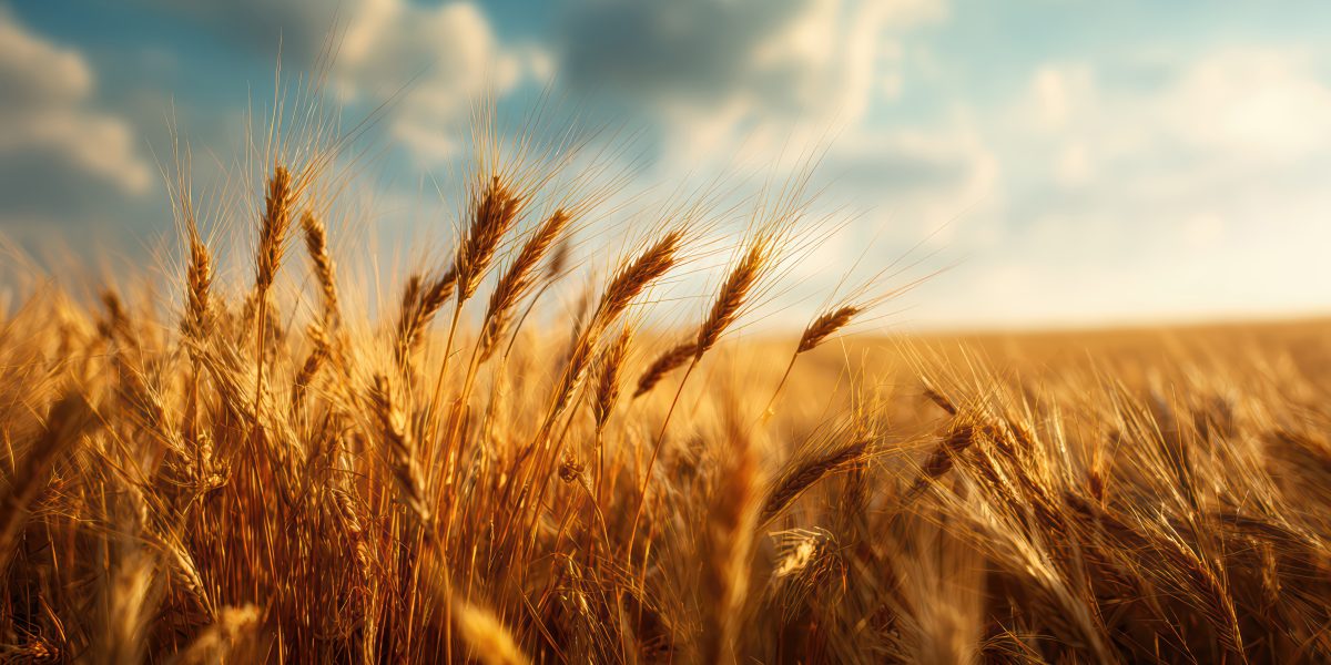 Épis de blé dorés en gros plan, ciel chaud en arrière-plan