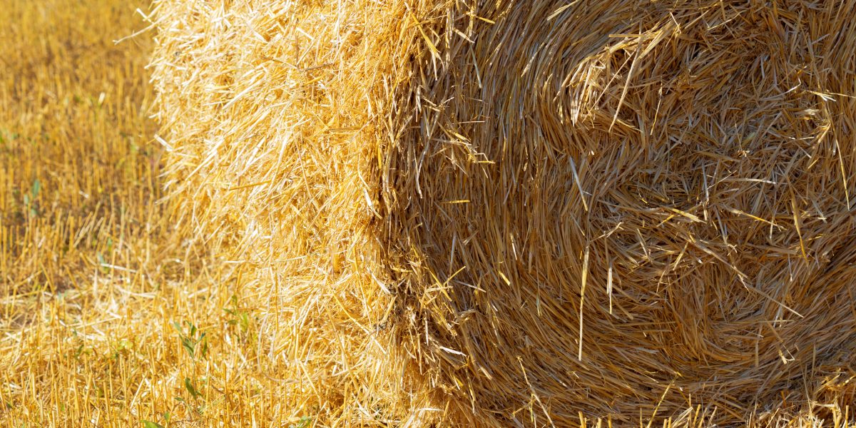 Ballot de paille rond dans un champ moissonné, en gros plan